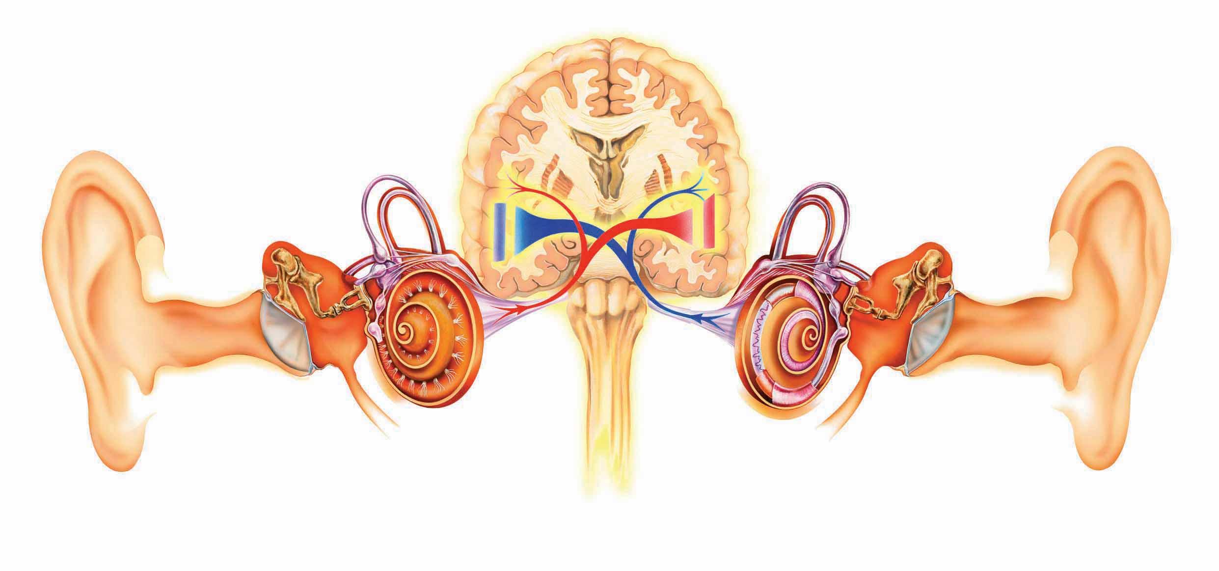 İki Taraflı Biletaral İşitme Cihazı Kullanmanın Önemi Binaural Isitme Cihazi